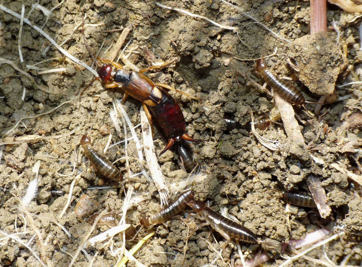 spirito di mamma: Forficula auricularia con uova